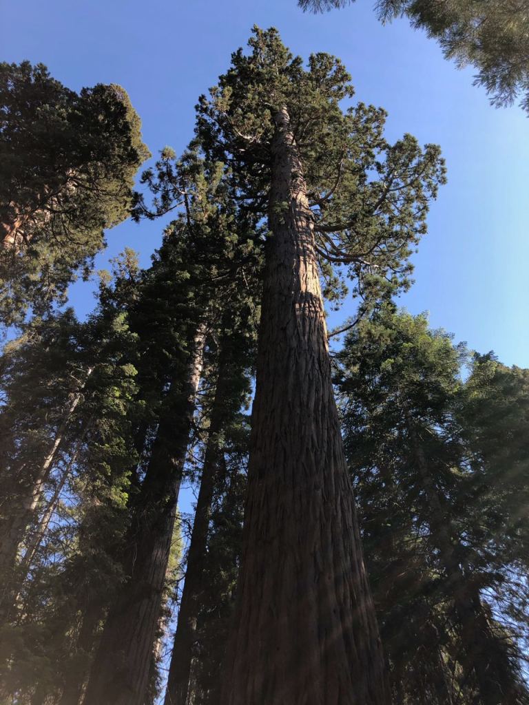 Секвойя