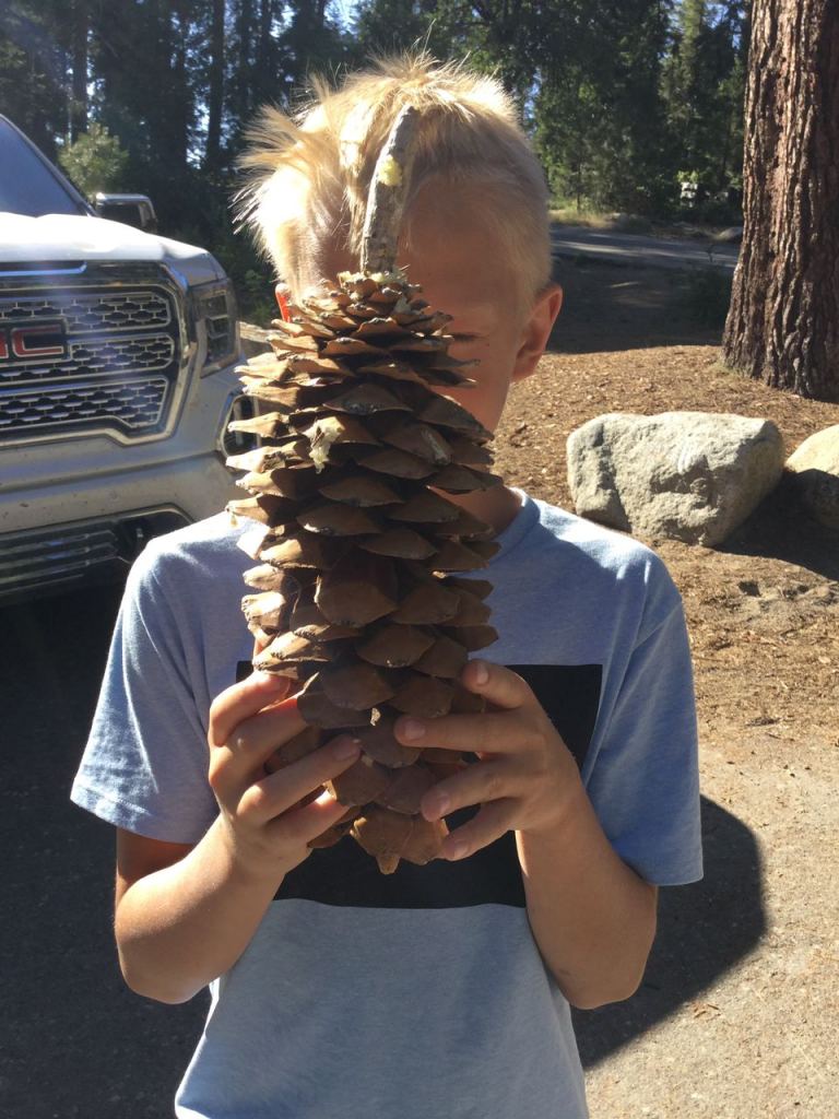 Шишки секвойи